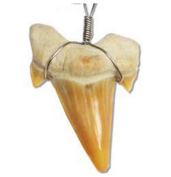Bull Shark Tooth Necklace - Prehistoric Bull Shark Tooth Antique Brass
